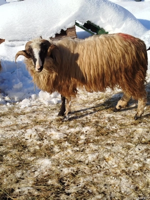 Oi de vânzare  - imagine 2