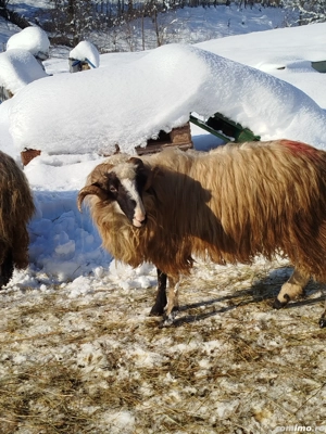 Oi de vânzare  - imagine 3