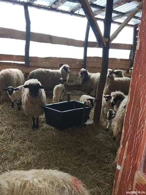 16 oi cu miei de vanzare  - imagine 5