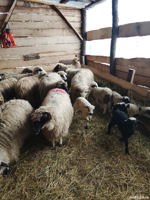 16 oi cu miei de vanzare  - imagine 4