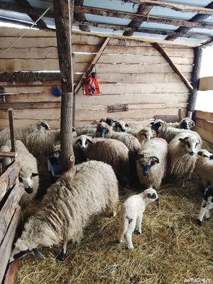 16 oi cu miei de vanzare  - imagine 3