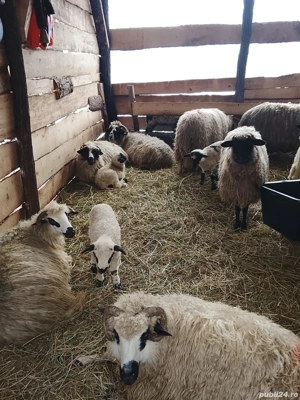 16 oi cu miei de vanzare  - imagine 2