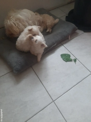 vând  cateii bichon 