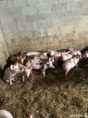 vand purcei - imagine 2