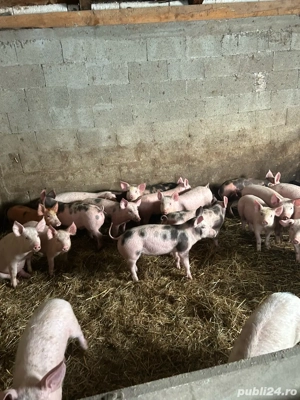 vand purcei - imagine 3