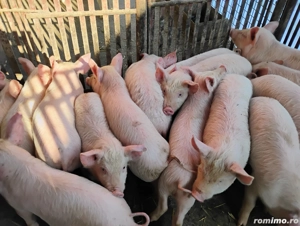 Vand Purcei Mascrii Castratii si Porcii - imagine 2