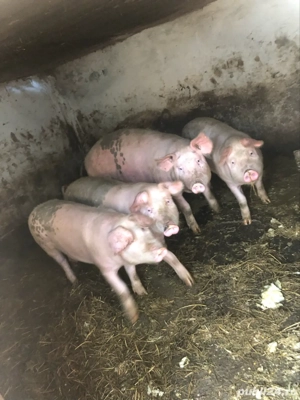 Purcei godaci  bio - imagine 4