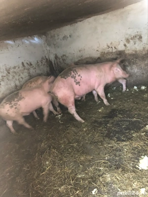 Purcei godaci  bio - imagine 5