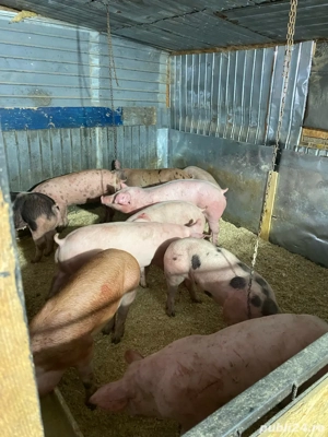 purcei si porci de vanzare  - imagine 3
