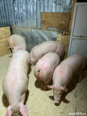 purcei si porci de vanzare  - imagine 2