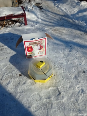 Incubator Cleo 5. - imagine 3