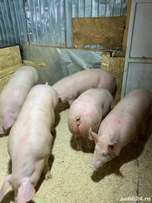 purcei si porci de vanzare  - imagine 5