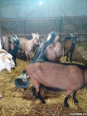 VÂND CAPRE Alpine-Franceze  - imagine 3