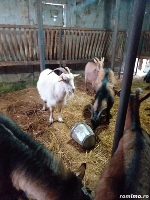 VÂND CAPRE Alpine-Franceze  - imagine 5