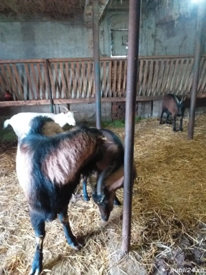 VÂND CAPRE Alpine-Franceze 