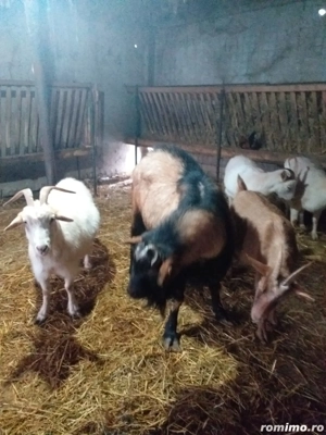 VÂND CAPRE Alpine-Franceze  - imagine 4