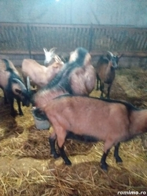 VÂND CAPRE Alpine-Franceze  - imagine 2