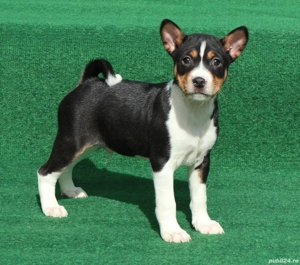 Prenotam pui Basenji toate culorile acceptate de standard