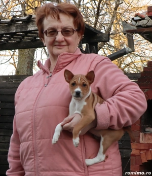 Prenotam pui Basenji toate culorile acceptate de standard - imagine 4