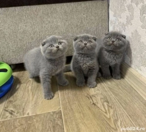 Scottish fold băieței si fetițe 
