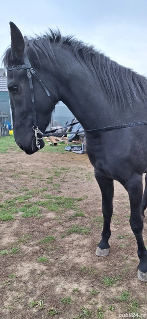 Iapa manza metis Frian