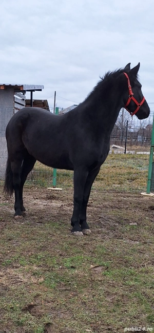 Iapa manza metis Frizian - imagine 3