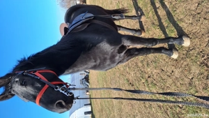 Iapa manza metis Frizian - imagine 2