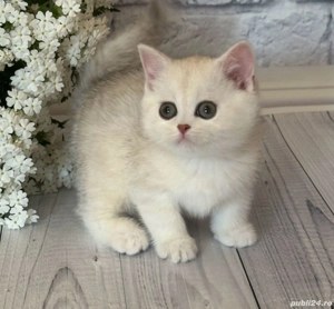 British shorthair puiuți - imagine 3