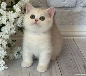British shorthair puiuți