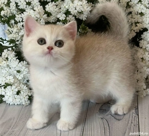 British shorthair puiuți - imagine 2