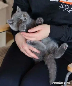 British shorhair motănei și pisicuțe  - imagine 2