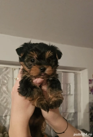 yorkshire terrier - imagine 2