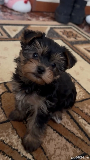 yorkshire terrier - imagine 4