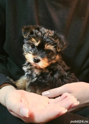 yorkshire terrier - imagine 3