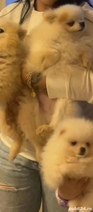 Fetita si baiat pomeranian  - imagine 2