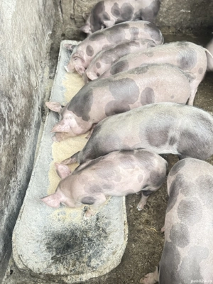 Grasuni de vanzare - imagine 2