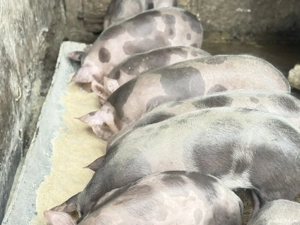 Grasuni de vanzare - imagine 3