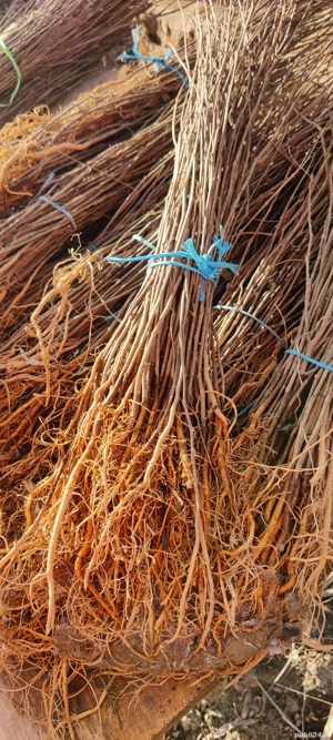 Puieți de salcâm  - imagine 3