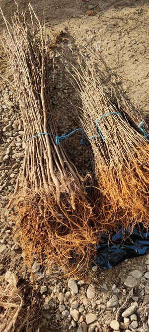 Puieți de salcâm  - imagine 2