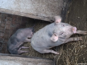 de vanzare - imagine 2