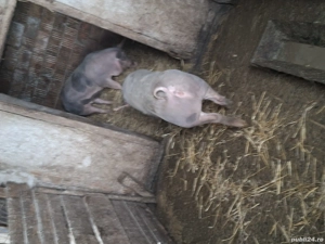 de vanzare - imagine 5