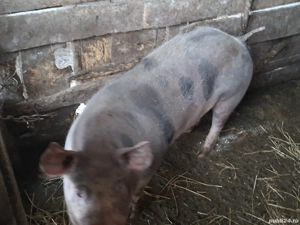 de vanzare - imagine 3