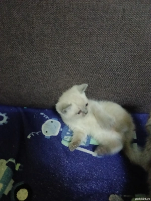 de vânzare  - imagine 2