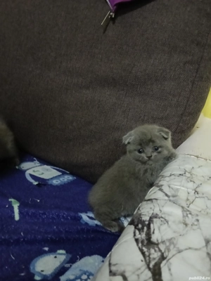 de vânzare  - imagine 4