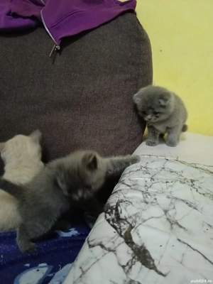 de vânzare  - imagine 3