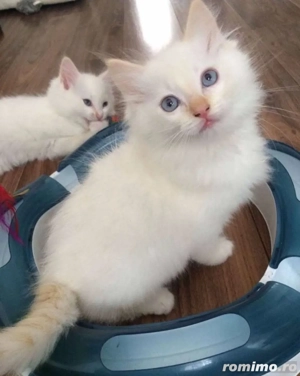 ragdoll fetita si baietel