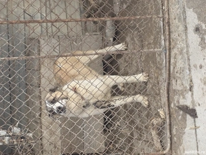 Femela asia centrala 1 an jumate 