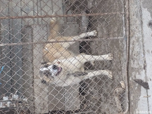 Femela asia centrala 1 an jumate  - imagine 2