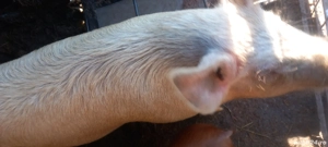 Animale de ferma.vand scroafa - imagine 2