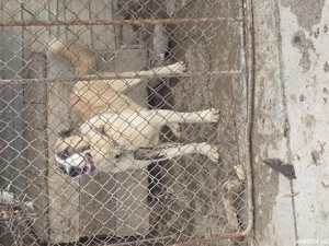 Femela asia centrala 1 an jumate  - imagine 3